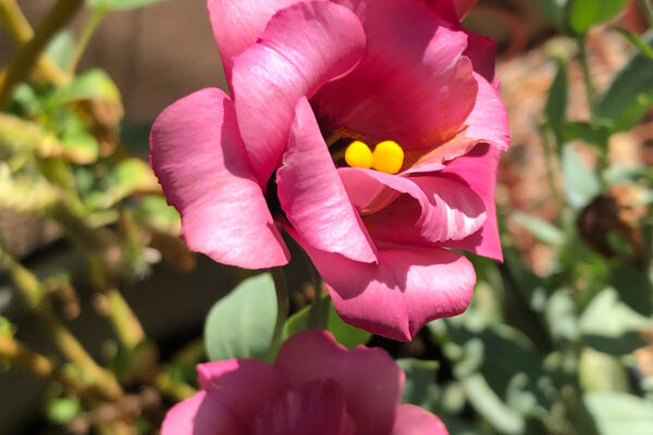 pinklisianthus