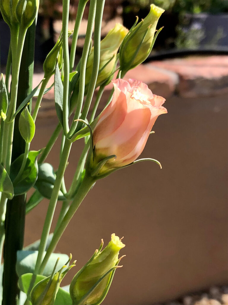 cluster of lisianthus