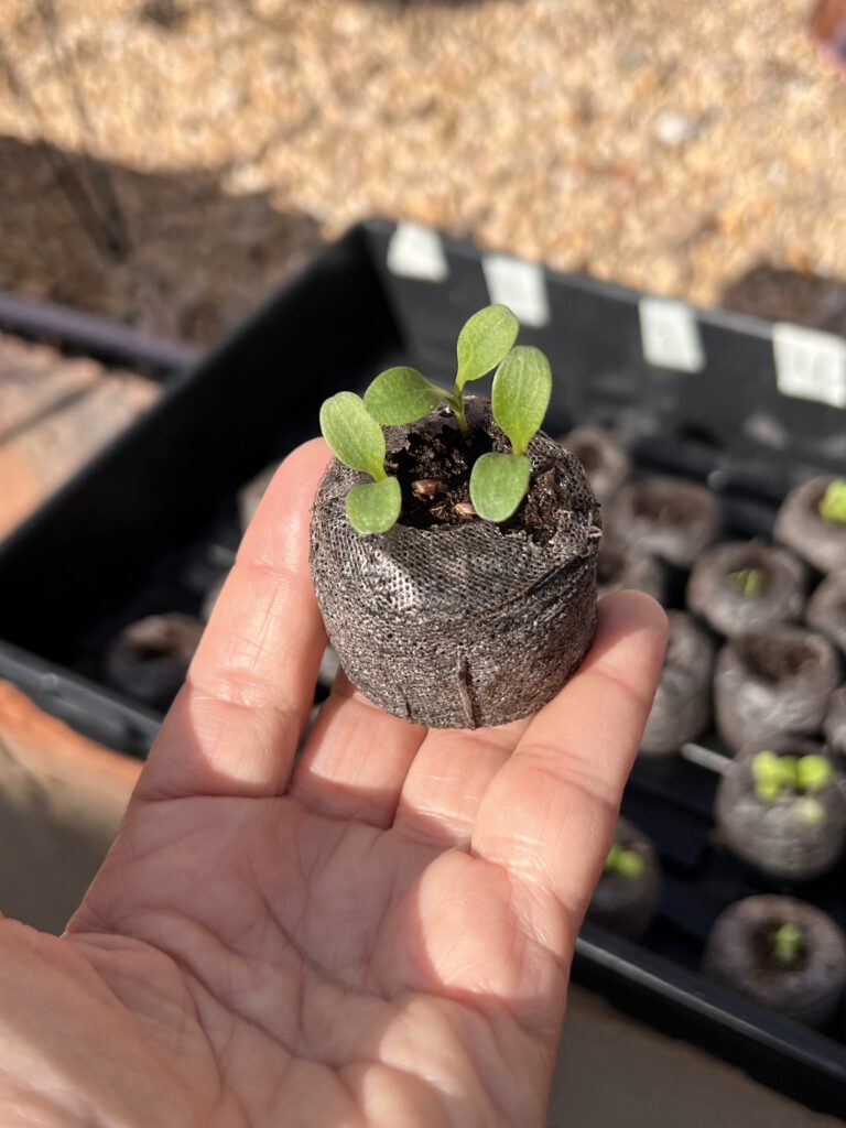 seedling