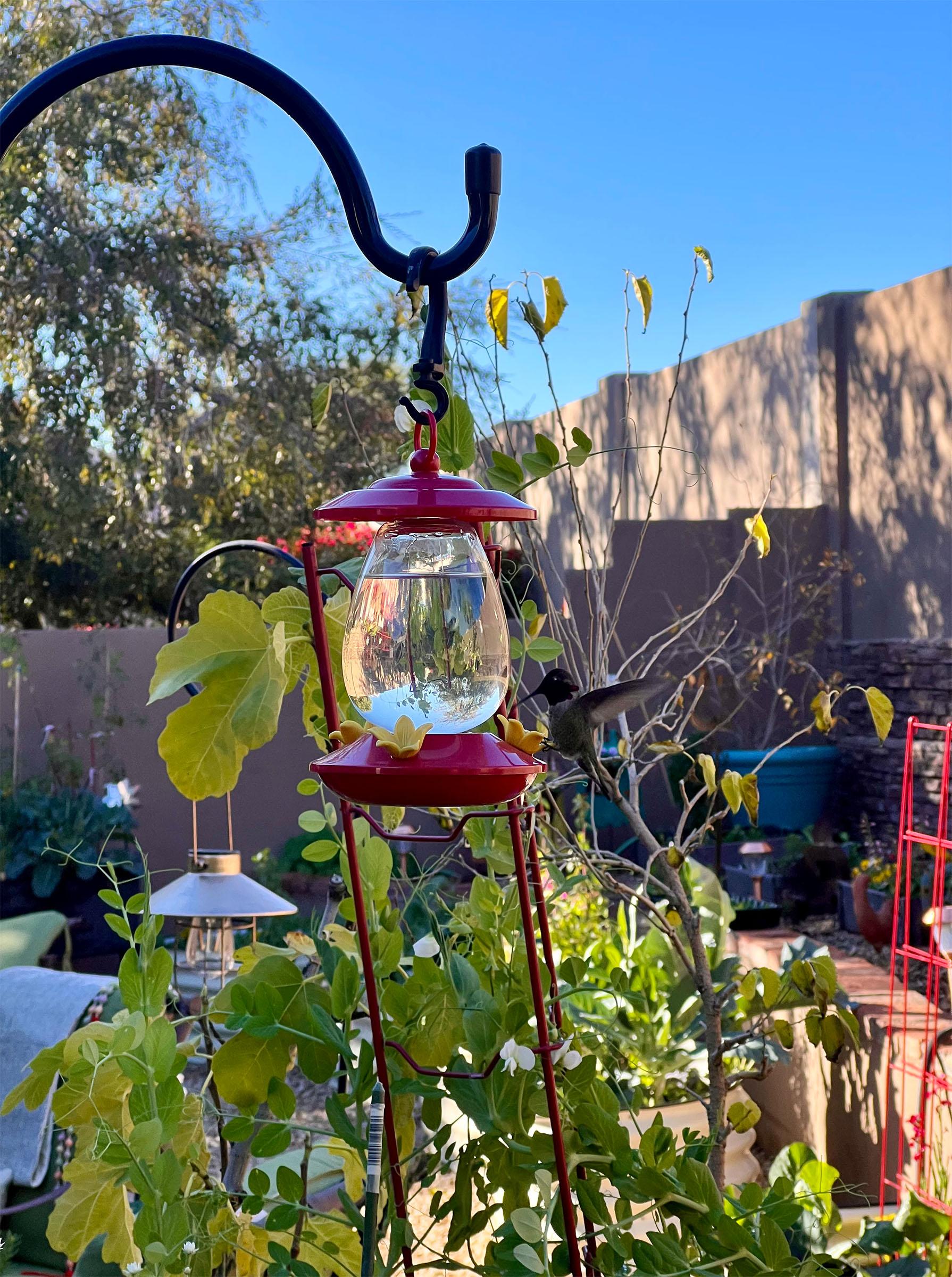 hummingbird feeder