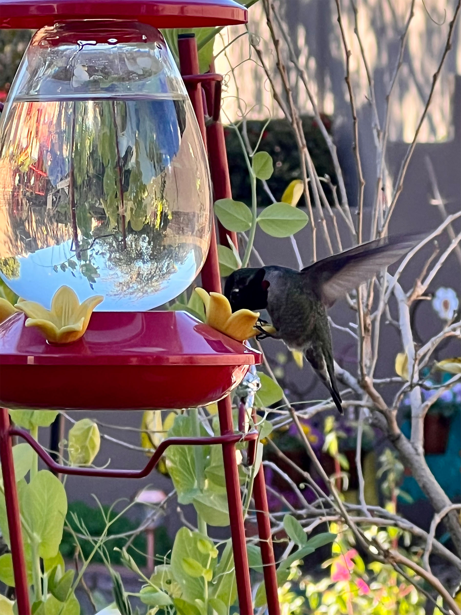 hummingandfeeder