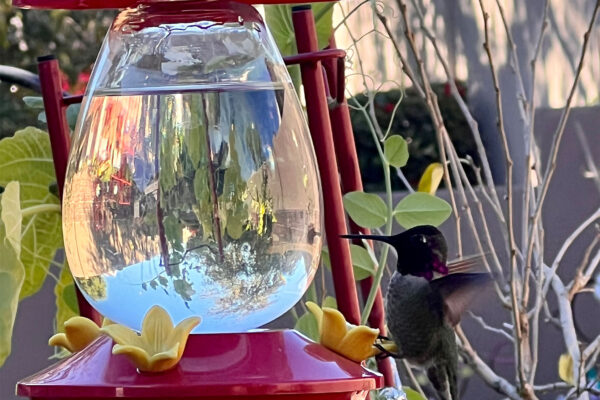 hummingbirdandredfeeder