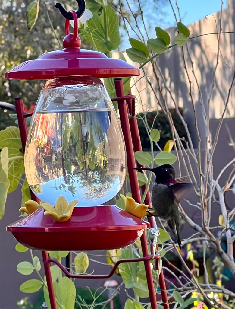 hummingbirdandredfeeder