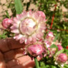 pink strawflowers