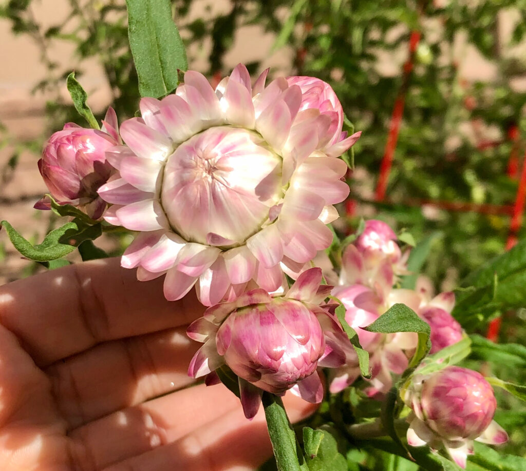 pink strawflowers