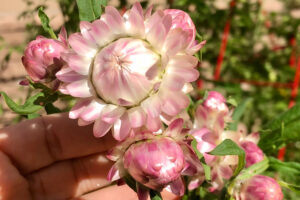 pink strawflowers