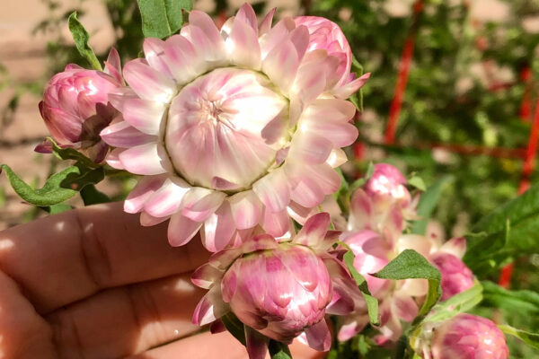 pink strawflowers