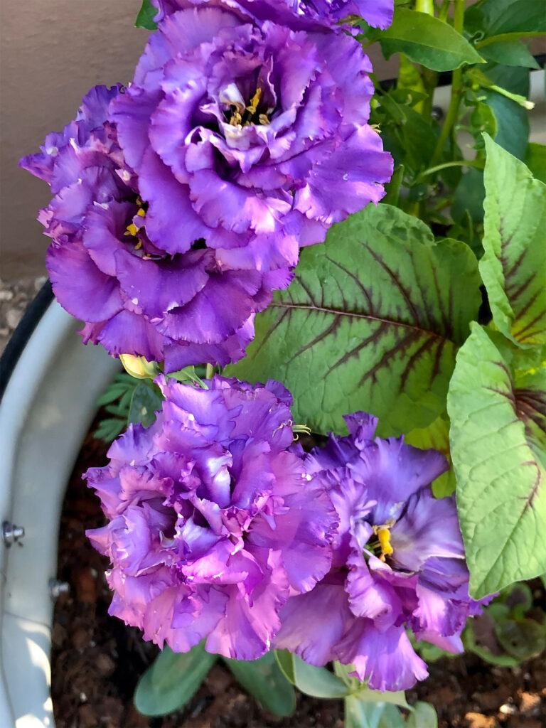 purple lisianthus