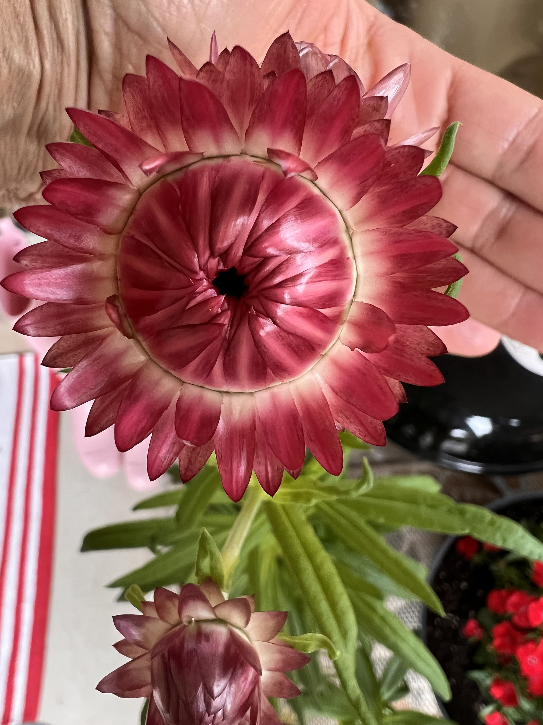 red strawflower