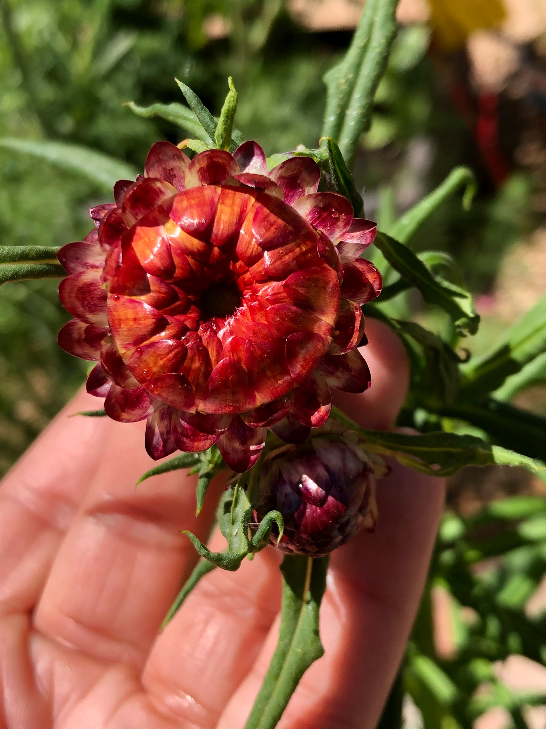 red strawflowers