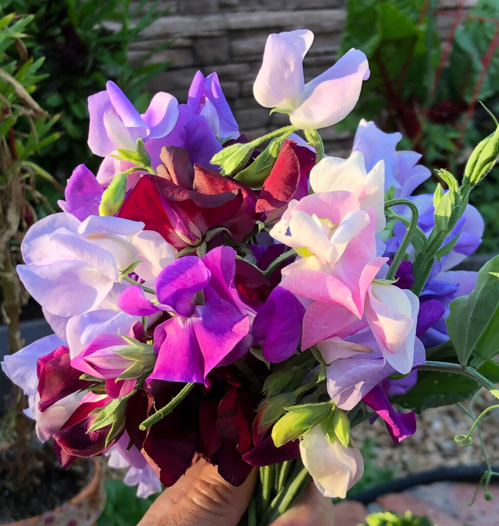 purple sweet pea