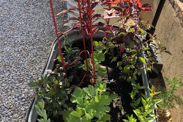 aphids in the vegetable garden