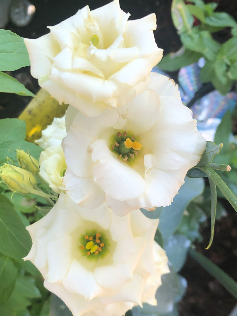 white lisianthus