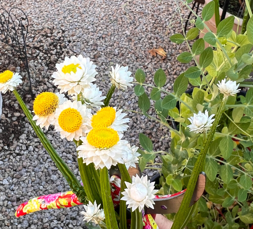 winged everlasting