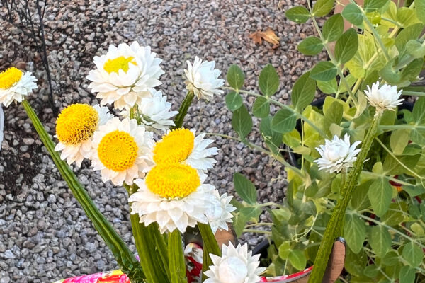 winged everlasting