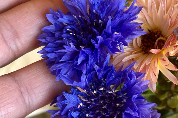 how to grow bachelorsbutton, how to grow cornflower