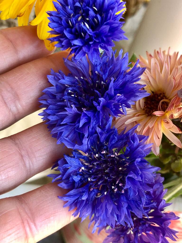 how to grow bachelorsbutton, how to grow cornflower