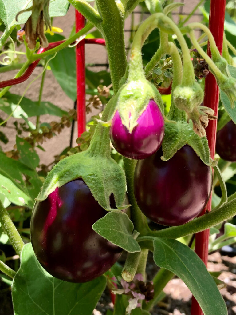 eggplants