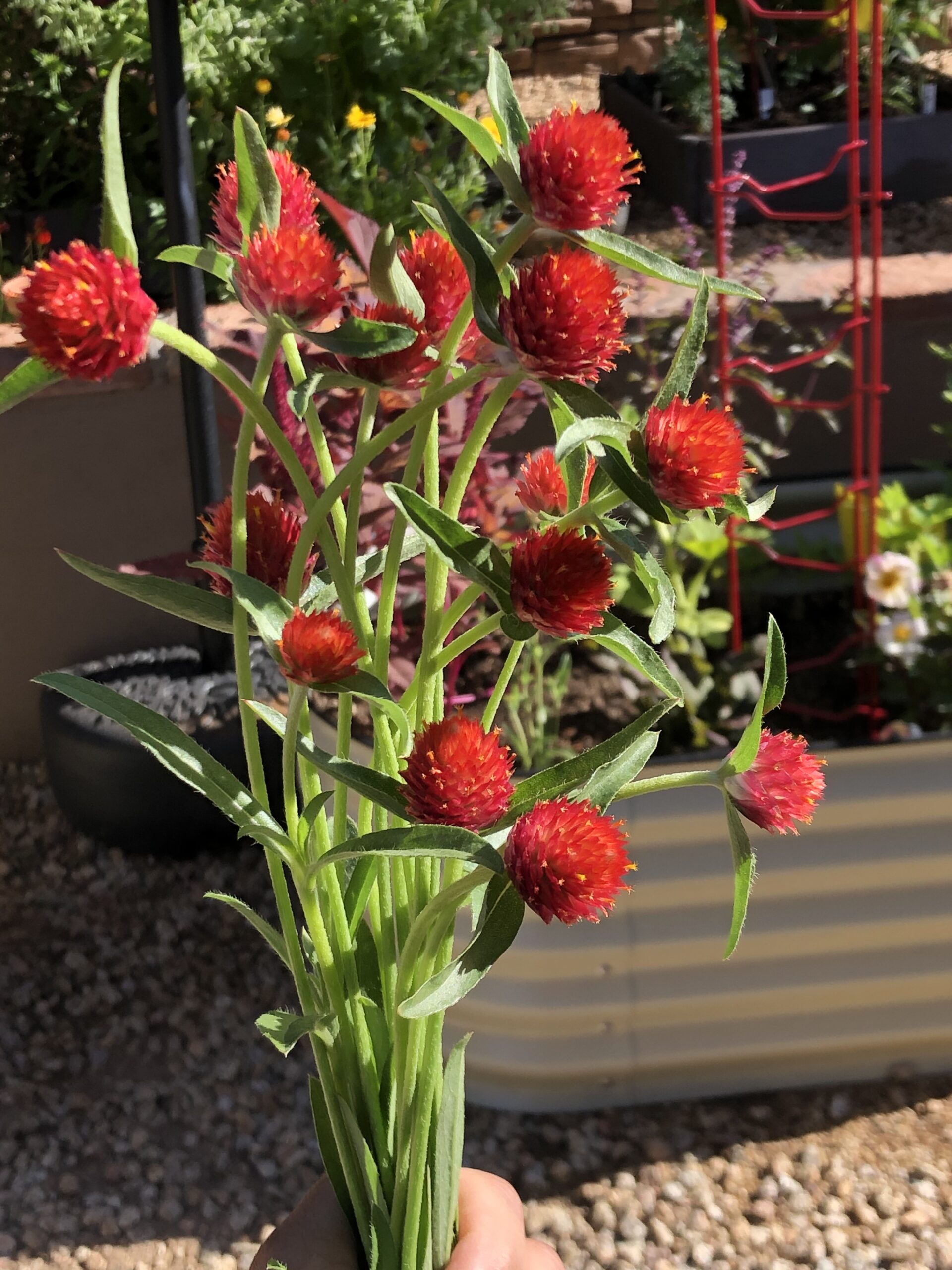 red globe amaranth