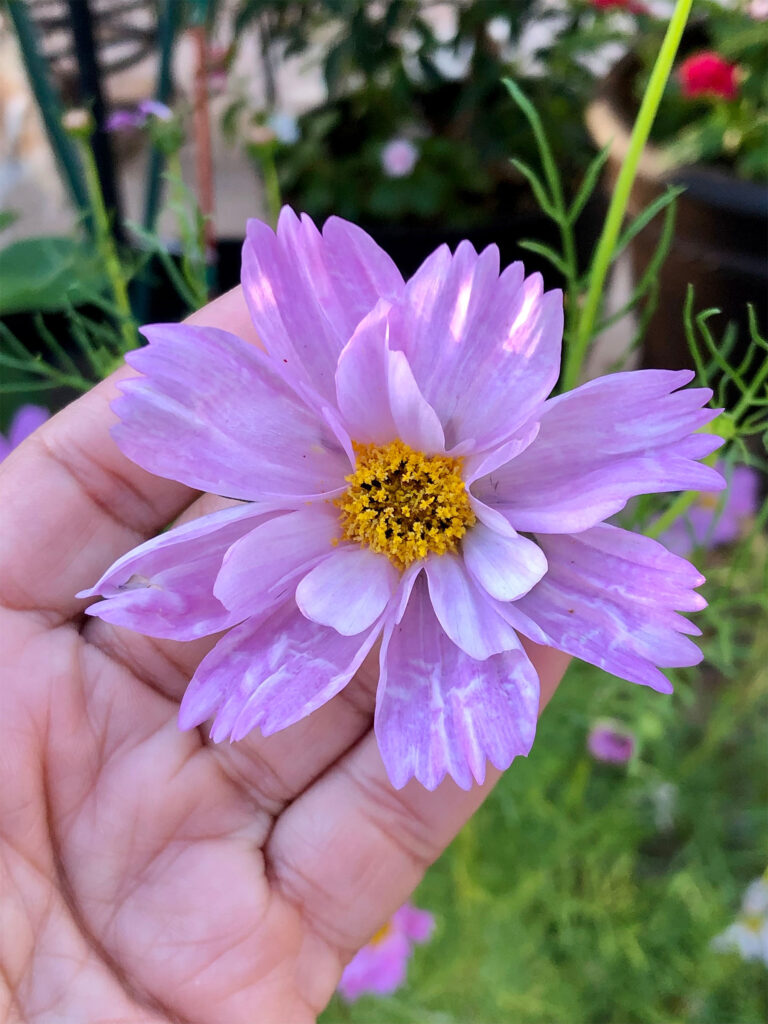 Hand holding a purple cosmo flower