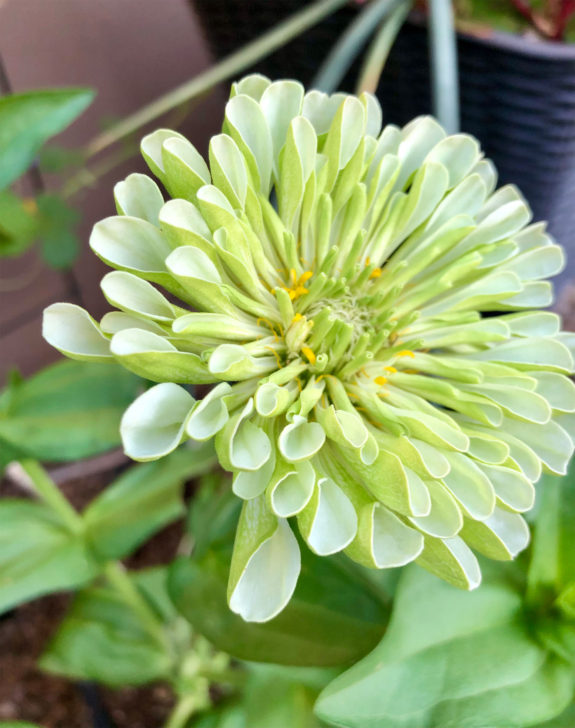 limezinnia