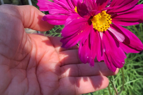 pink cosmos