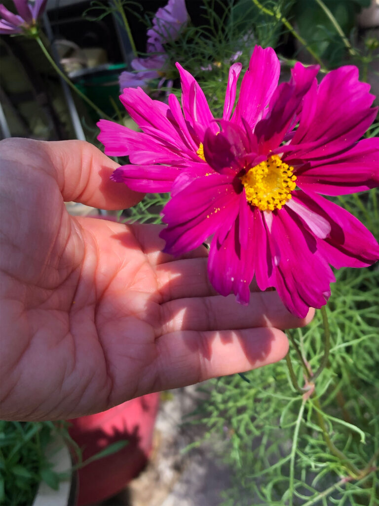 pink cosmos