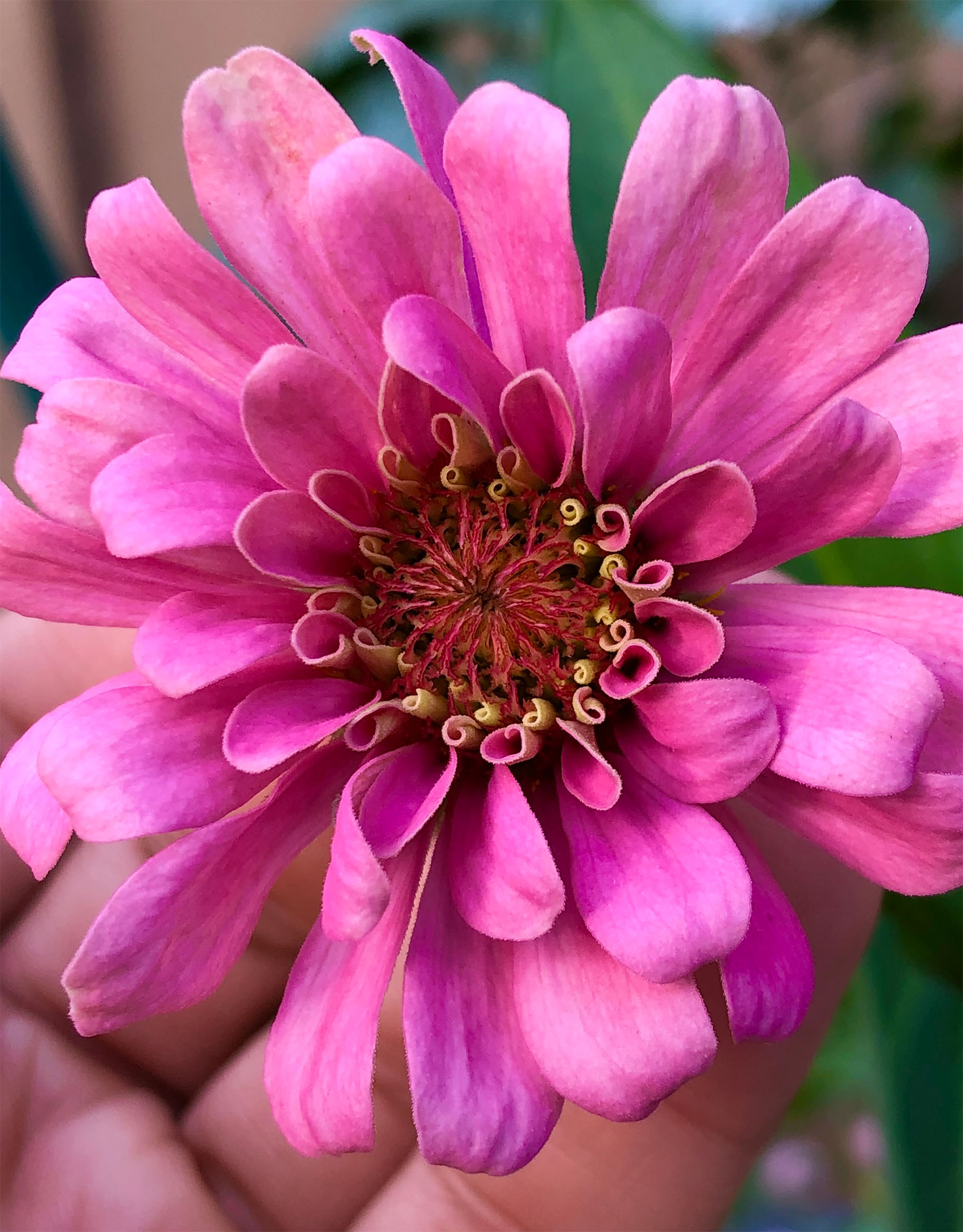 pinkzinnia