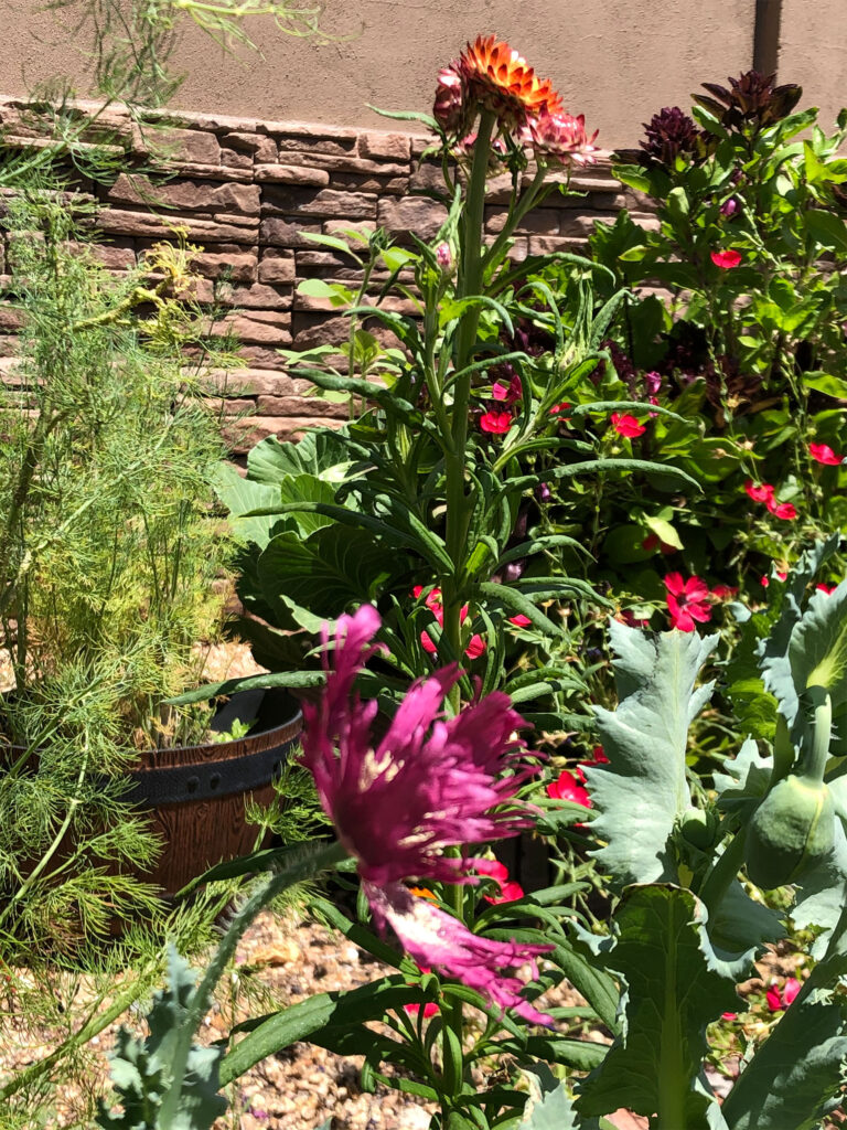 poppies and strawflowers