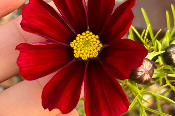 Rubenza Cosmos