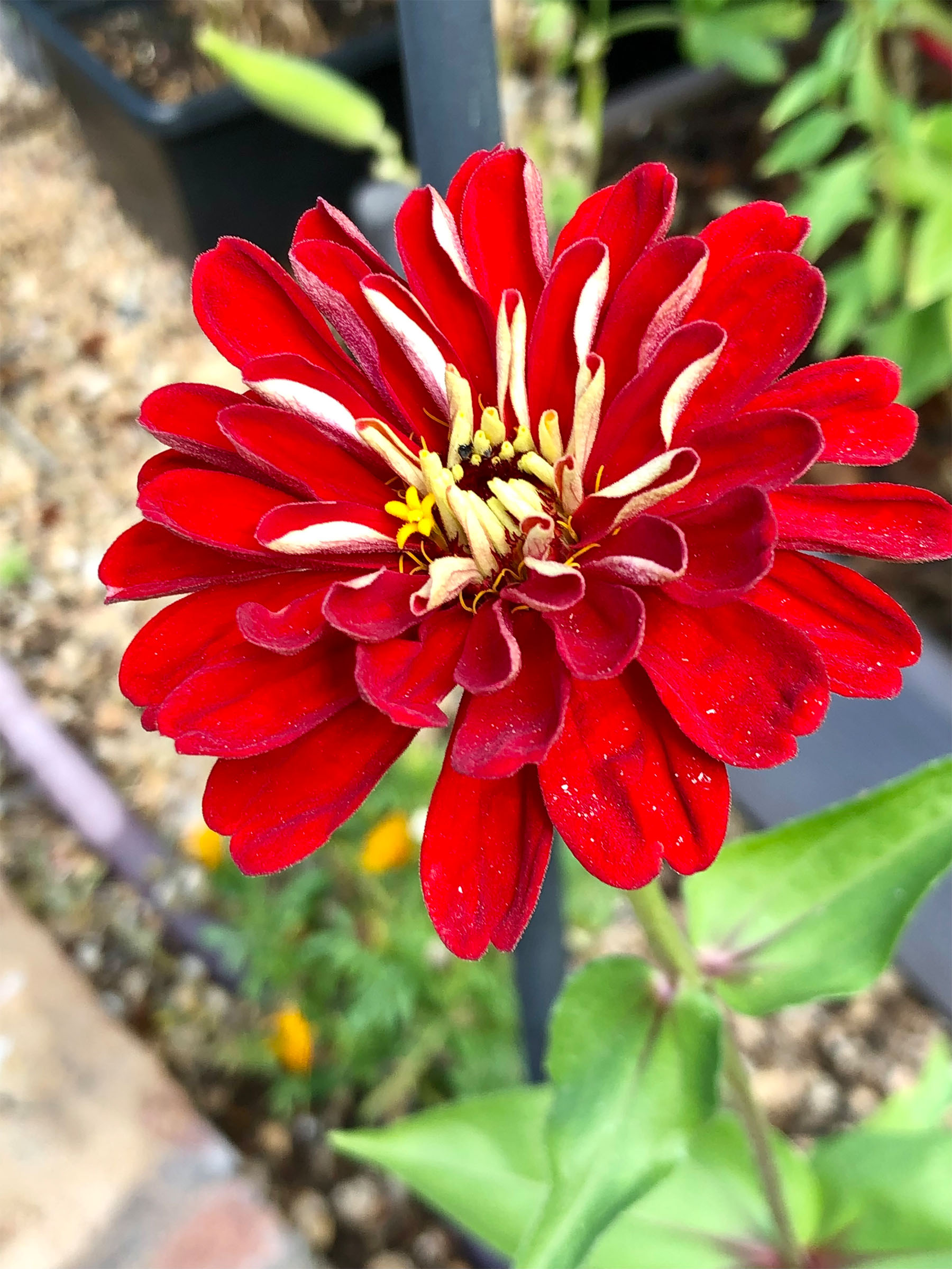 redzinnia