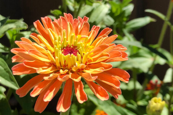 orangezinnia