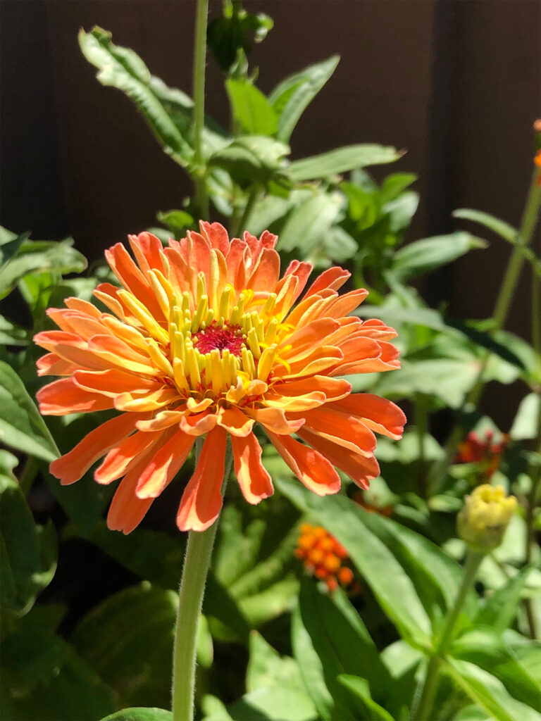 orangezinnia