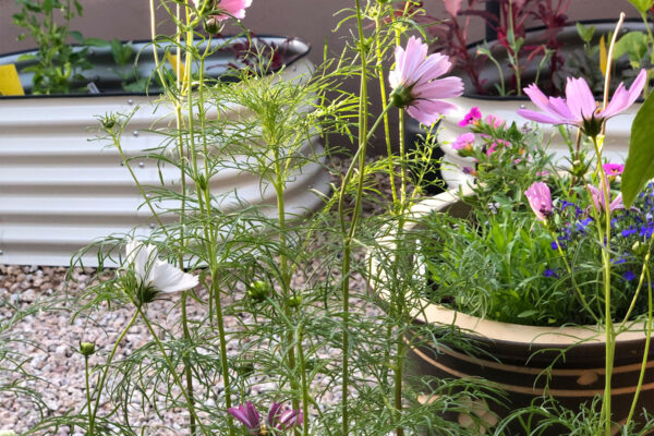 cosmos in the garden