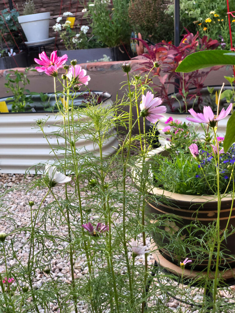 cosmos in the garden