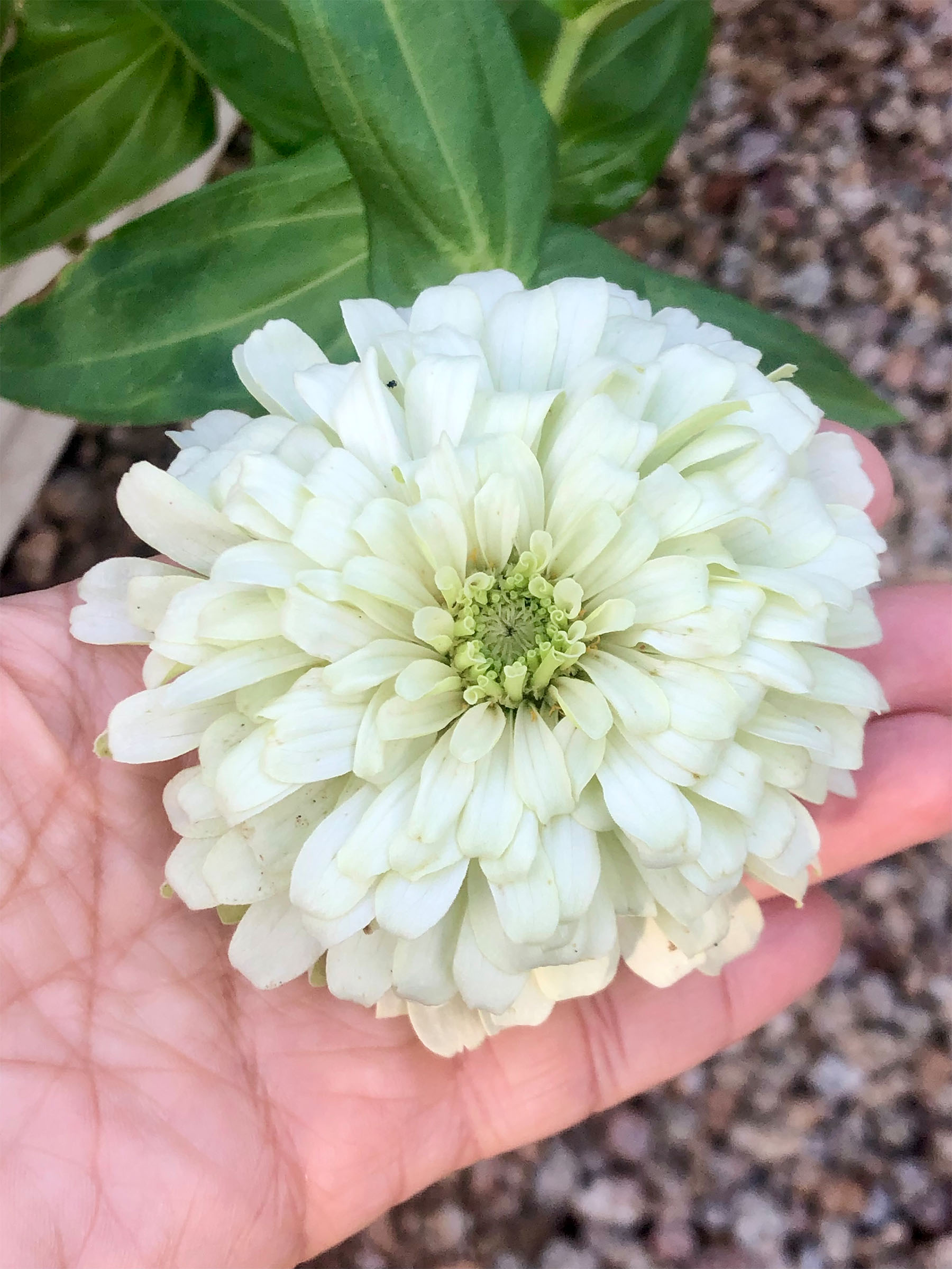 whitezinnia