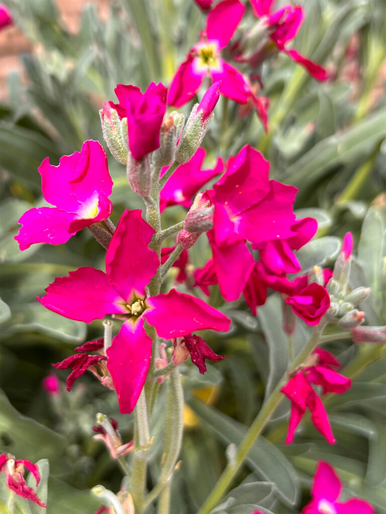 hot pink stock flowers