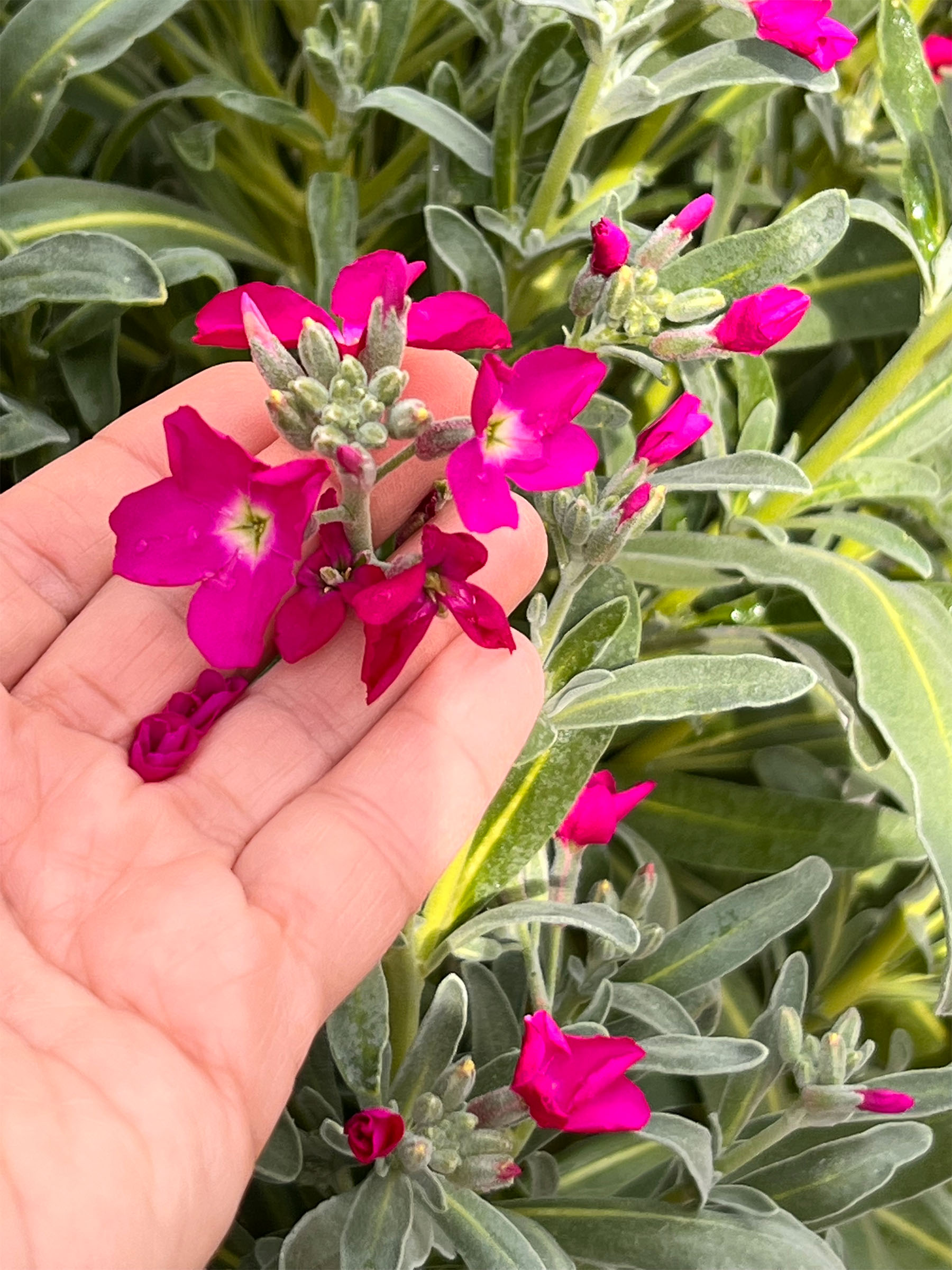 pink stock flowers