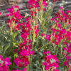 pink stock flowers