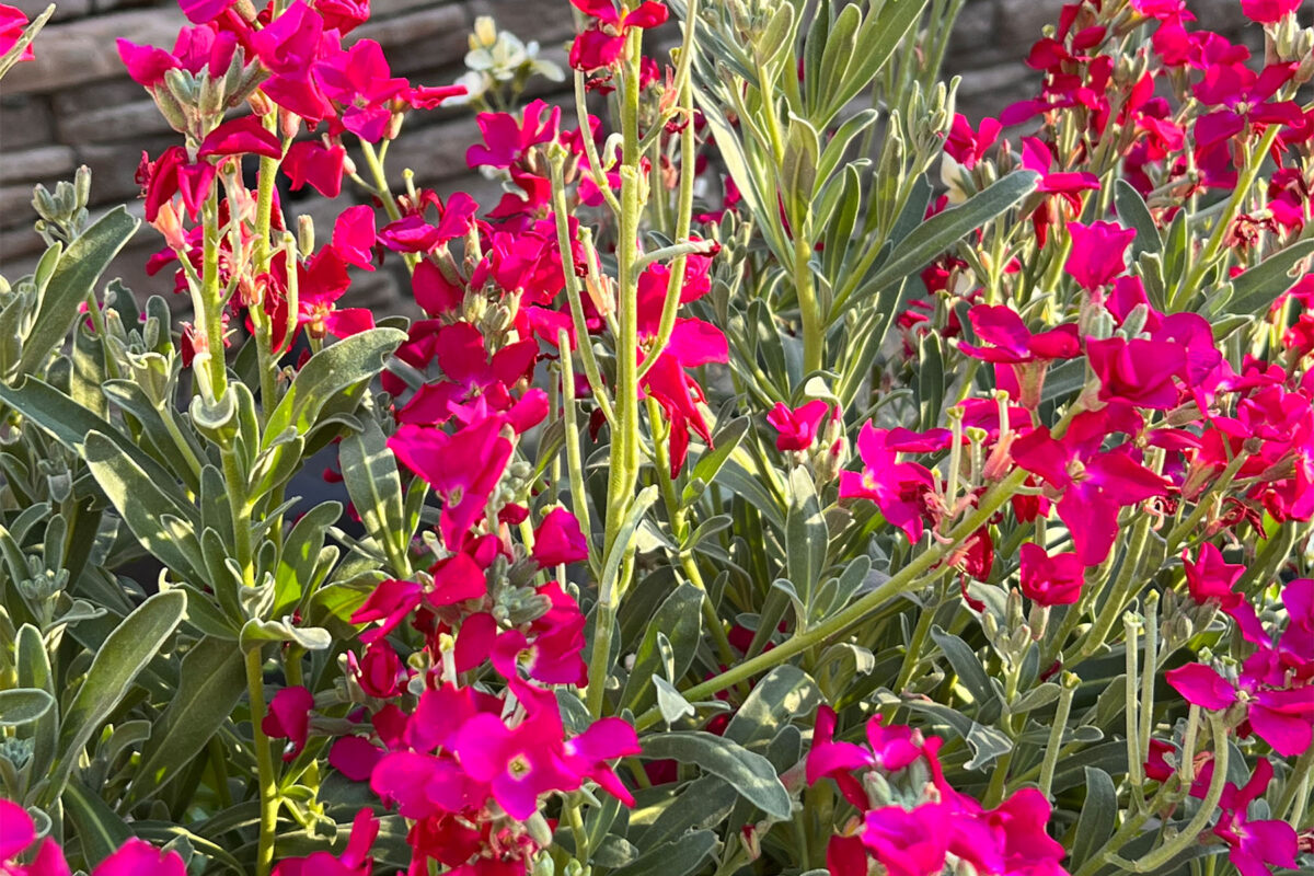 pink stock flowers