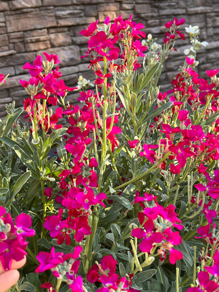 pink stock flowers