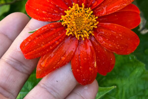 Mexican Sunflower