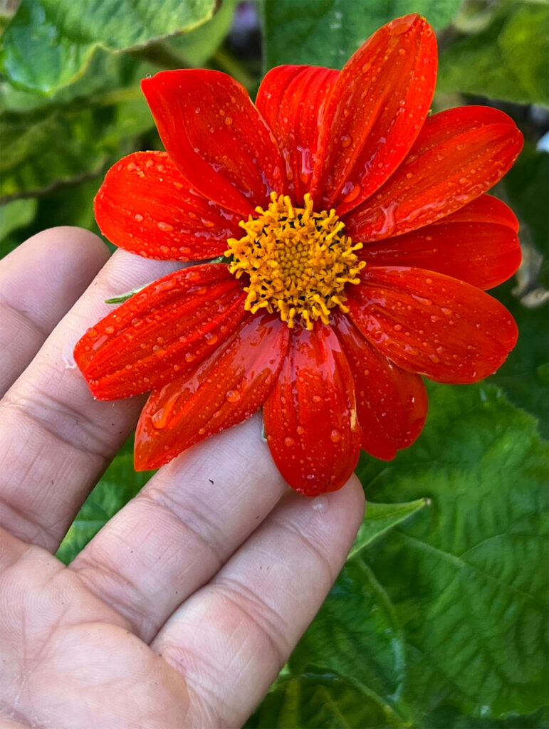 Mexican Sunflower