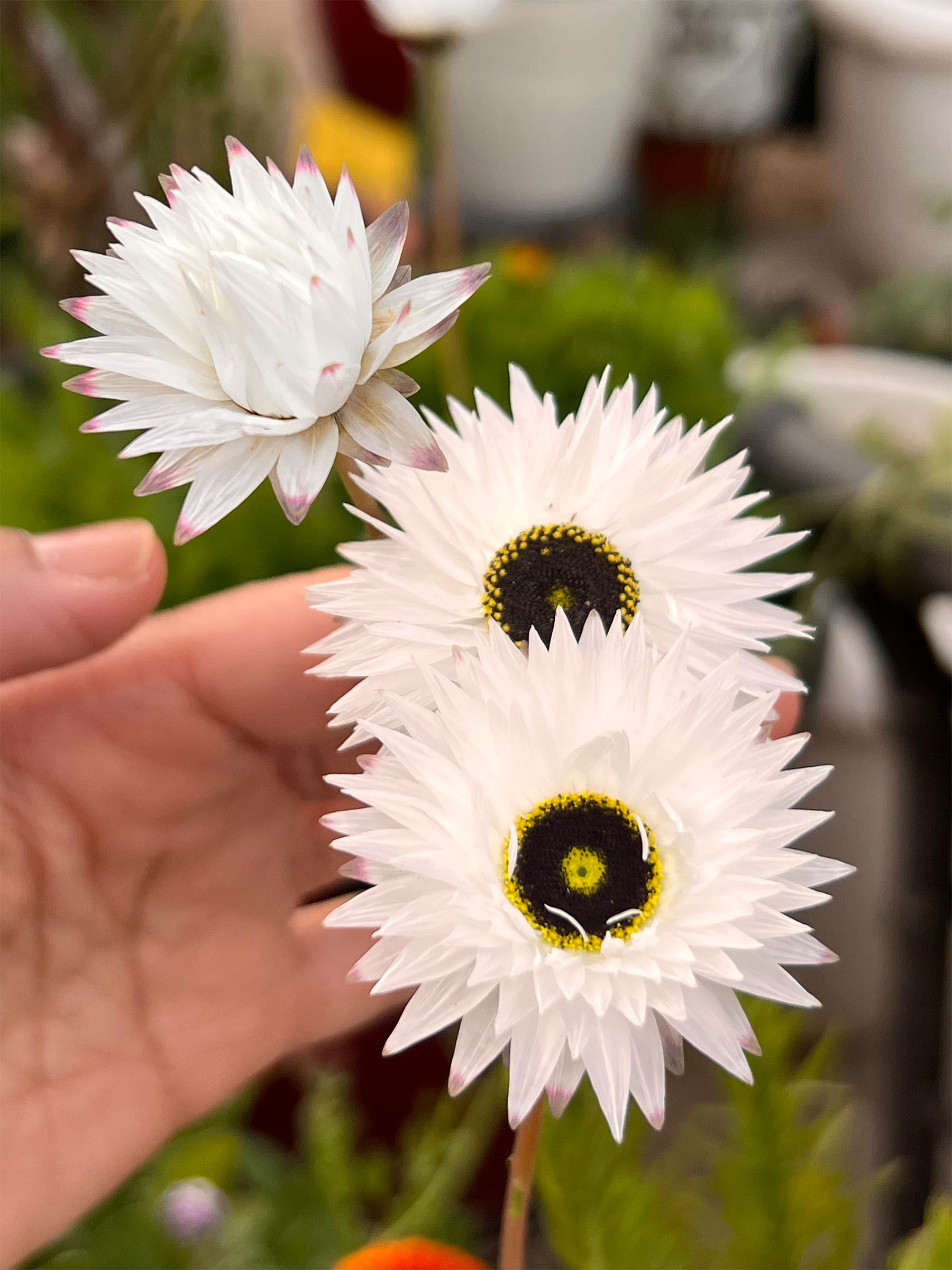 Strawflower, Vintage White