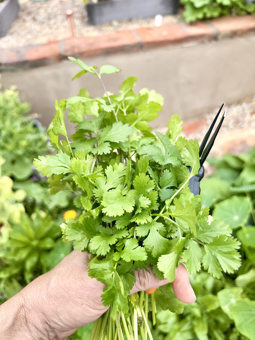 Cilantro AZ Container Garden